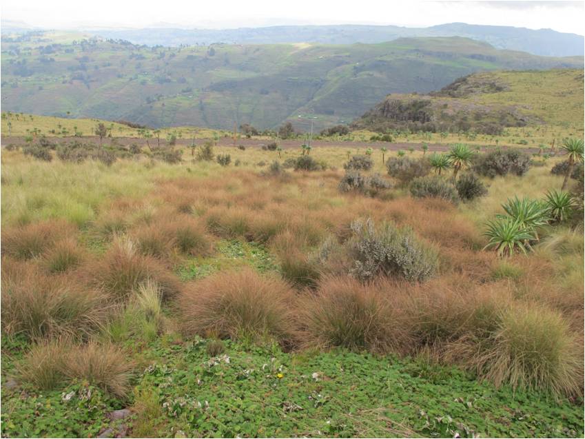 high altitude swamp: protected (South Wollo)